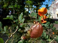 Colutea arborescens 28, Europese blazenstruik, Saxifraga-Ed Stikvoort