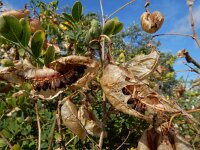 Colutea arborescens 29, Europese blazenstruik, Saxifraga-Ed Stikvoort