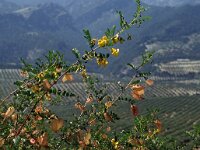 Colutea arborescens 3, Europese blazenstruik, Saxifraga-Piet Zomerdijk