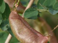 Colutea arborescens 35, Europese blazenstruik, Saxifraga-Sonja Bouwman  815. Europese blazenstruik - Colutea arborescens - Fabaceae familie (zw)