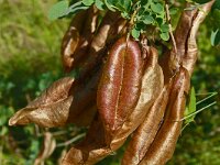 Colutea arborescens 39, Europese blazenstruik, Saxifraga-Hans Grotenhuis