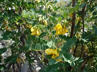 Colutea arborescens 8, Europese blazenstruik, Saxifraga-Jasenka Topic