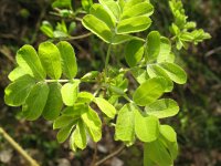 Colutea arborescens 9, Europese blazenstruik, Saxifraga-Rutger Barendse