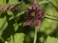 Comarum palustre 19, Wateraardbei, Saxifraga-Jan van der Straaten