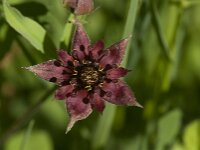 Comarum palustre 20, Wateraardbei, Saxifraga-Jan van der Straaten