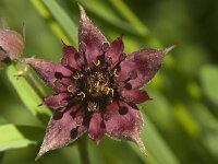 Comarum palustre 21, Wateraardbei, Saxifraga-Jan van der Straaten