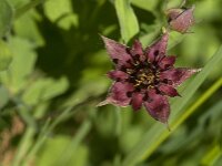 Comarum palustre 23, Wateraardbei, Saxifraga-Jan van der Straaten