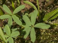 Comarum palustre 28, Wateraardbei, Saxifraga-Jan van der Straaten
