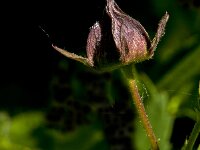 Comarum palustre 32, Wateraardbei, Saxifraga-Jan van der Straaten