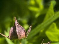 Comarum palustre 37, Wateraardbei, Saxifraga-Jan van der Straaten