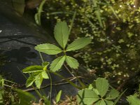 Comarum palustre 41, Wateraardbei, Saxifraga-Jan van der Straaten