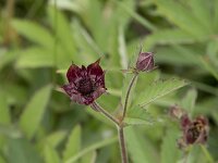 Comarum palustre 42, Wateraardbei, Saxifraga-Willem van Kruijsbergen