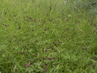 Comarum palustre 43, Wateraardbei, Saxifraga-Willem van Kruijsbergen