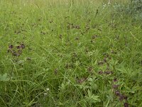 Comarum palustre 44, Wateraardbei, Saxifraga-Willem van Kruijsbergen