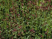 Comarum palustre 47, Wateraardbei, Saxifraga-Ed Stikvoort