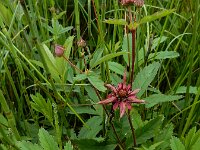 Comarum palustre 51, Wateraardbei, Saxifraga-Ed Stikvoort
