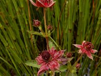 Comarum palustre 52, Wateraardbei, Saxifraga-Ed Stikvoort