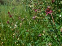 Comarum palustre 55, Wateraardbei, Saxifraga-Ed Stikvoort
