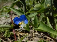 Commelina communis 10, Gewone commelina, Saxifraga-Ed Stikvoort : gewone commelina Vlissingen A900