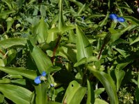 Commelina communis 11, Gewone commelina, Saxifraga-Ed Stikvoort : gewone commelina Vlissingen A900