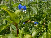 Commelina communis 6, Gewone commelina, Saxifraga-Ed Stikvoort : gewone commelina Vlissingen s9900