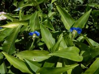 Commelina communis 7, Gewone commelina, Saxifraga-Ed Stikvoort : gewone commelina Vlissingen A900