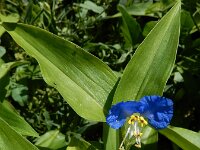 Commelina communis 8, Gewone commelina, Saxifraga-Ed Stikvoort : gewone commelina Vlissingen A900