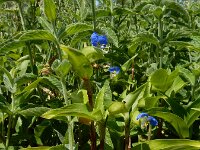 Commelina communis 9, Gewone commelina, Saxifraga-Ed Stikvoort : gewone commelina Vlissingen s9900