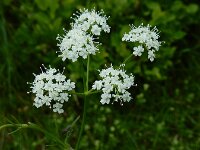 Conopodium majus 10, Franse aardkastanje, Saxifraga-Ed Stikvoort : 12 juni 2024 Col du Béal en richting Chamazel