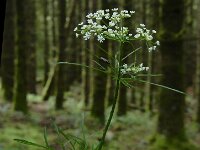 Conopodium majus 11, Franse aardkastanje, Saxifraga-Ed Stikvoort : Notre Dame de l'Hermitage - La Chamba - Chateau de Couzan s9900