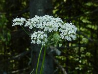 Conopodium majus 13, Franse aardkastanje, Saxifraga-Ed Stikvoort : Notre Dame de l'Hermitage - La Chamba - Chateau de Couzan s9900