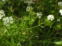 Conopodium majus 6, Franse aardkastanje, Saxifraga-Ed Stikvoort : Slieve Carran Coolorta Burren