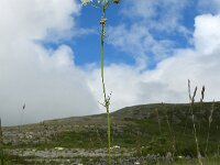 Conopodium majus 7, Franse aardkastanje, Saxifraga-Ed Stikvoort : Slieve Carran Coolorta Burren
