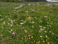 Conopodium majus 8, Franse aardkastanje, Saxifraga-Ed Stikvoort : Slieve Carran Coolorta Burren