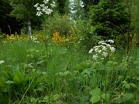 Conopodium majus 9, Franse aardkastanje, Saxifraga-Ed Stikvoort : 12 juni 2024 Col du Béal en richting Chamazel