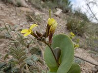 Conringia clavata