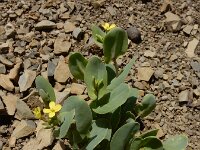 Conringia clavata 2, Saxifraga-Ed Stikvoort : Sisian - Vayk - Hermon s9900