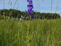 Consolida ajacis 29, Valse ridderspoor, Saxifraga-Ed Stikvoort : s9900