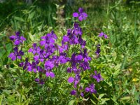 Consolida hispanica 11, Oosterse ridderspoor, Saxifraga-Ed Stikvoort