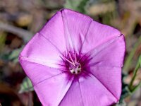 Convolvulus althaeoides 5, Saxifraga-Sonja Bouwman