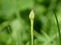Convolvulus arvensis 10, Akkerwinde, Saxifraga-Sonja Bouwman