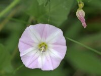 Convolvulus arvensis 8, Akkerwinde, Saxifraga-Tom Heijnen