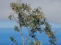 Convolvulus floridus 12, Saxifraga-Ed Stikvoort