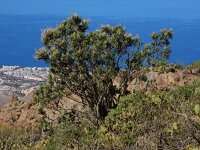 Convolvulus floridus 13, Saxifraga-Ed Stikvoort