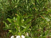 Convolvulus floridus 2, Saxifraga-Rutger Barendse