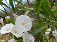 Convolvulus floridus 3, Saxifraga-Rutger Barendse