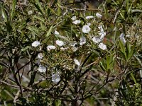 Convolvulus floridus 8, Saxifraga-Ed Stikvoort