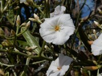 Convolvulus floridus 9, Saxifraga-Ed Stikvoort
