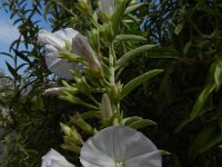 Convolvulus glandulosus 2, Saxifraga-Rutger Barendse