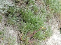 Convolvulus lineatus 3, Saxifraga-Rutger Barendse